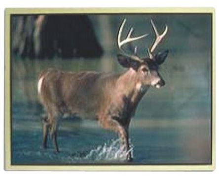 Optrex - T-55566D121J-LW-A-AAN - Optrex 12.1in TFT ʾ, 1024 x 768pixels ֱ XGA, LED LVDS ӿ		